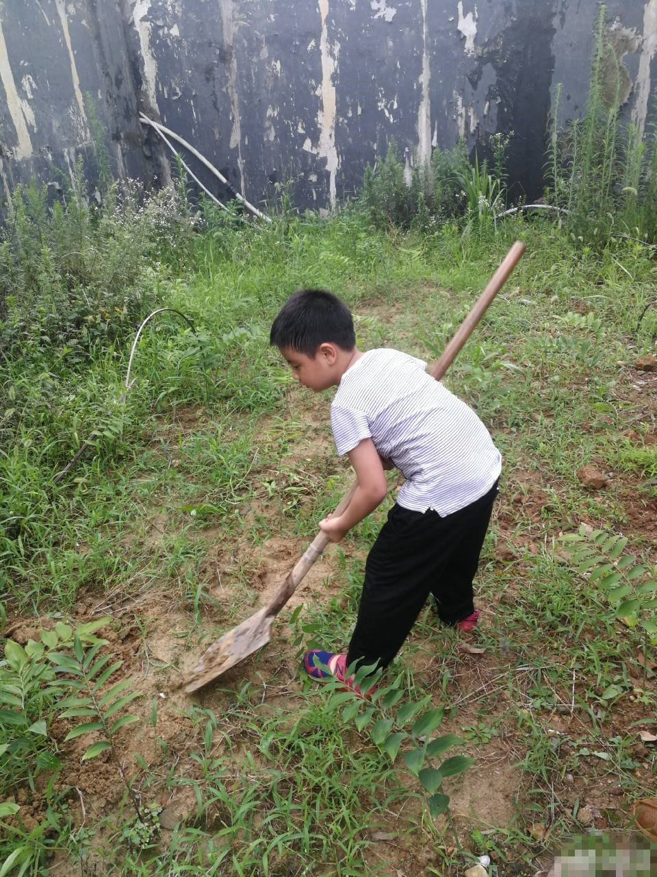 陈龙携俩子寺庙消暑 大儿子锄草翻地超勤快